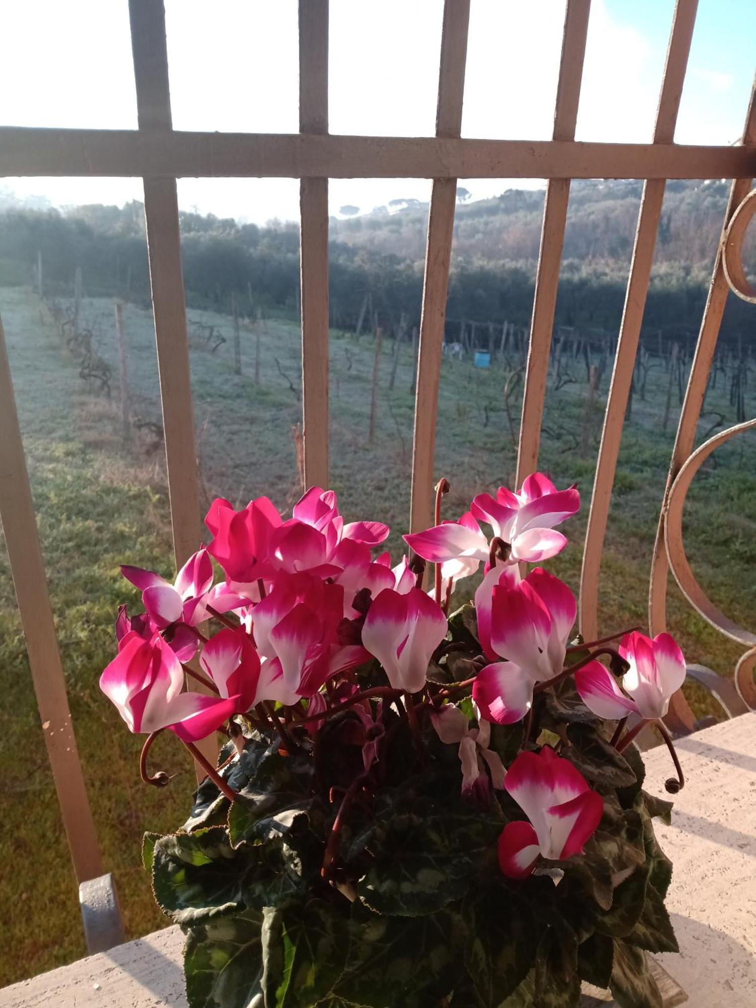 Poggio Agli Ulivi Villa Frascati Esterno foto