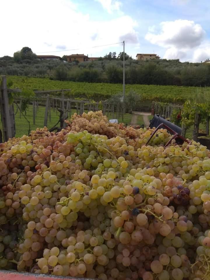 Poggio Agli Ulivi Villa Frascati Esterno foto